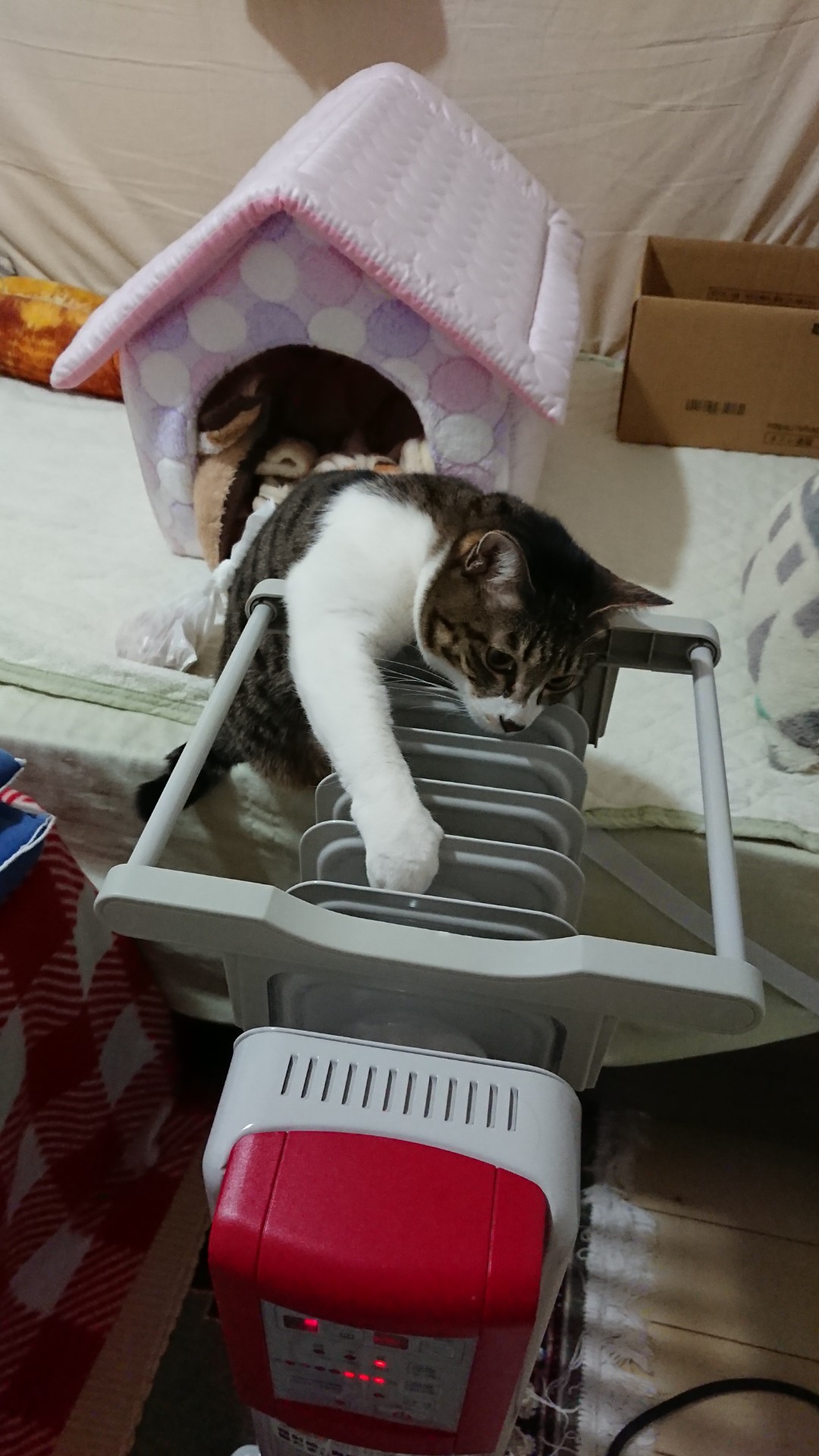 オイルヒーターと猫 Twitter Search Twitter