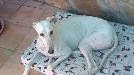 NuevaVidaAdop's tweet photo. #Madrid
LOLA #GalgaPerdida  ayer 07/02 en #Getafe,zona EL BERCIAL
Avistada en el barrio Vereda (#Leganes) al frente de Makro de #Leganes que va por la carretera del Hospital de Getafe hacia Leganés 
Chipada
Asustadiza:si la ves no intentes cogerla,contacta🔽
☎️676 00 25 20 https://t.co/l3o1T7hyEV