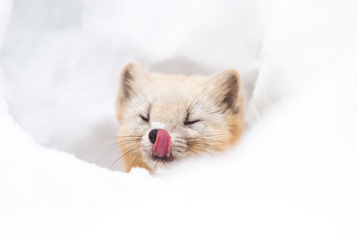 Tak やっぱりこいつ可愛いっす エゾクロテン クロテン 北海道野生動物 北海道3大かわいい動物 東京カメラ部 Tak やっぱりこいつ可愛いっす エゾクロテン クロテン 北海道野生動物 北海道3大かわいい動物 東京カメラ部