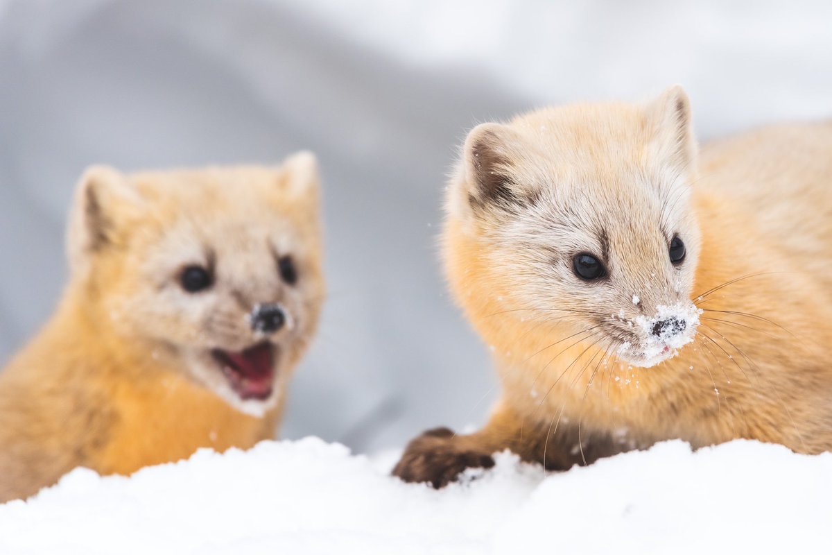 Tak やっぱりこいつ可愛いっす エゾクロテン クロテン 北海道野生動物 北海道3大かわいい動物 東京カメラ部 Tak やっぱりこいつ可愛いっす エゾクロテン クロテン 北海道野生動物 北海道3大かわいい動物 東京カメラ部