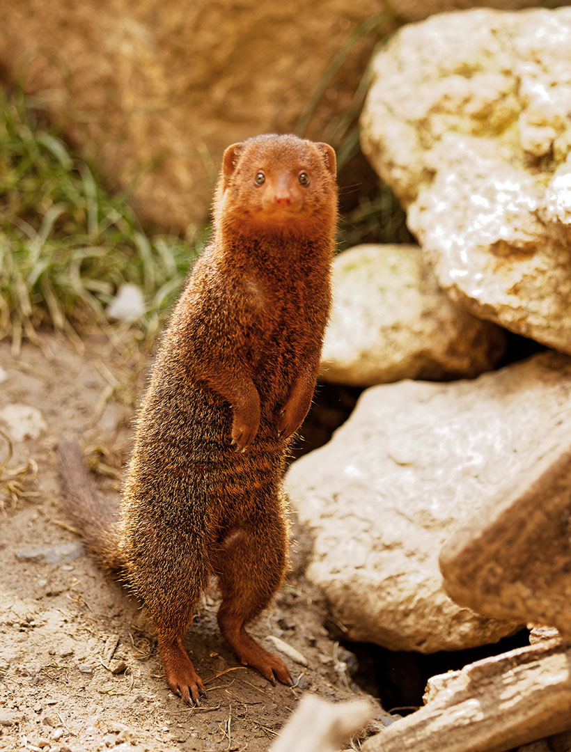 Parc Animalier des Pyrénées tweet media