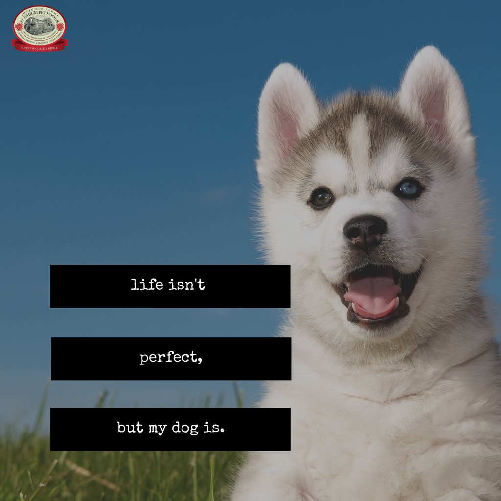 In the crazy world we live in today, there is one thing that's perfect and that's our Heights Farm dogs 🐶

heightsfarmpetfoods.co.uk