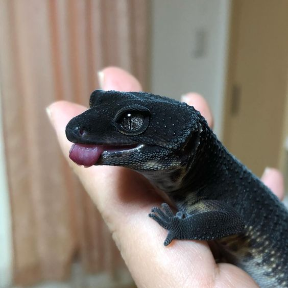 wineandsunrise's tweet photo. black night leopard gecko https://t.co/C4IMBQkttD