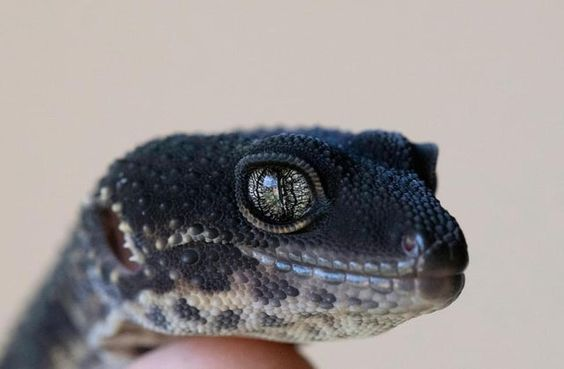 wineandsunrise's tweet photo. black night leopard gecko https://t.co/C4IMBQkttD