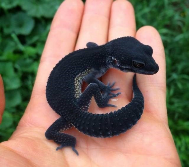 wineandsunrise's tweet photo. black night leopard gecko https://t.co/C4IMBQkttD