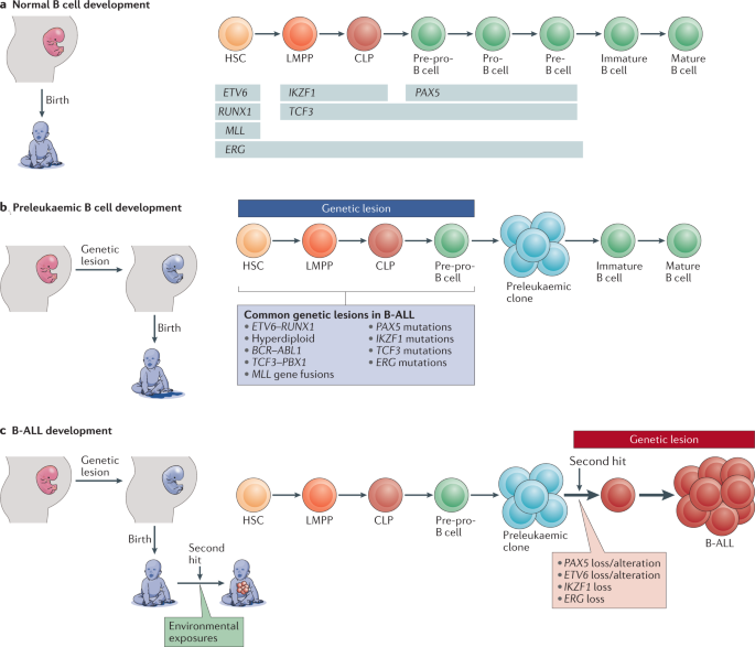 NatRevImmunol's tweet photo. Infectious triggers and novel therapeutic opportunities in childhood B cell leukaemia https://t.co/nZbTyegiB8 https://t.co/UyLNu4EjKP