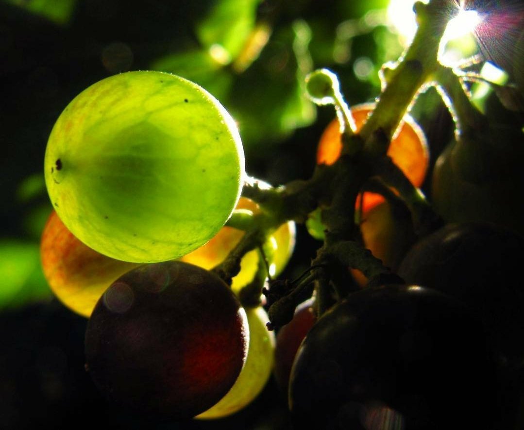 dmanso73's tweet photo. Sabías que... "El hollejo" o piel que envuelve la uva es importante en el posterior color y aromas del vino. El recubrimiento denominado "Pruina" almacena levaduras que permiten la fermentación natural del vino. En él encontramos los taninos, así como los antocianos 🍇👌🍷
#vino https://t.co/ybTmVrtIJH