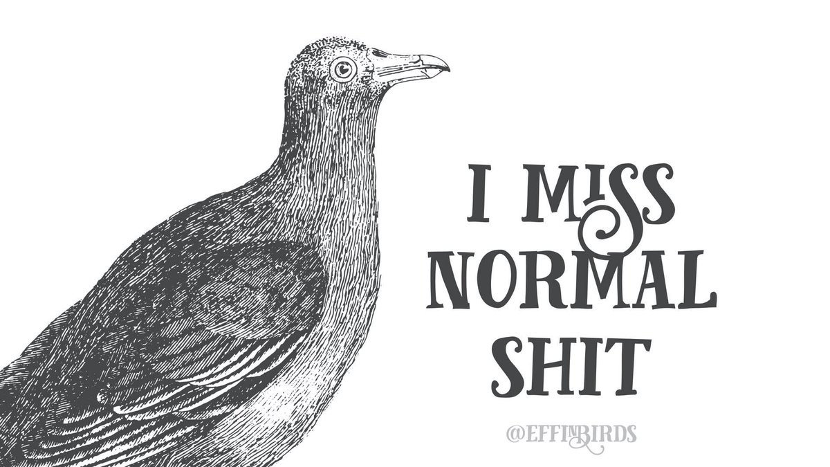 Effin' Birds (@effinbirds) on Twitter photo 