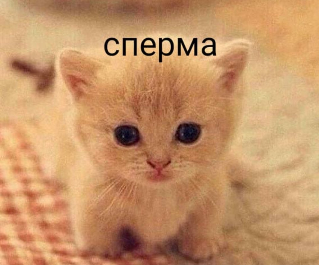 zaychikchan's tweet photo. so um basically i tried making another russian meme
hope u like it https://t.co/pTOSX89TcL
