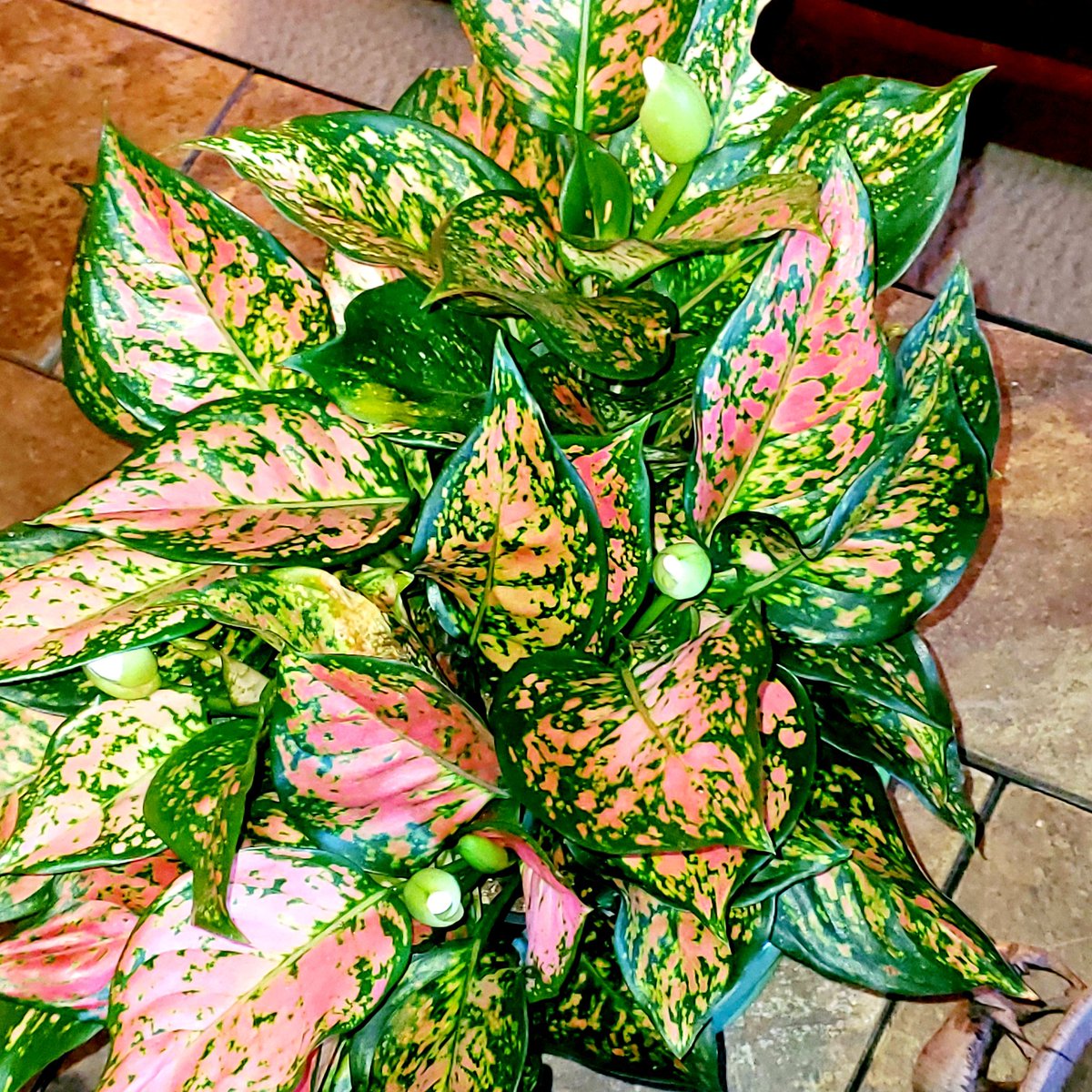 #Aglaonnema 
#ChineseEvergreen 
#PlantyStuffs