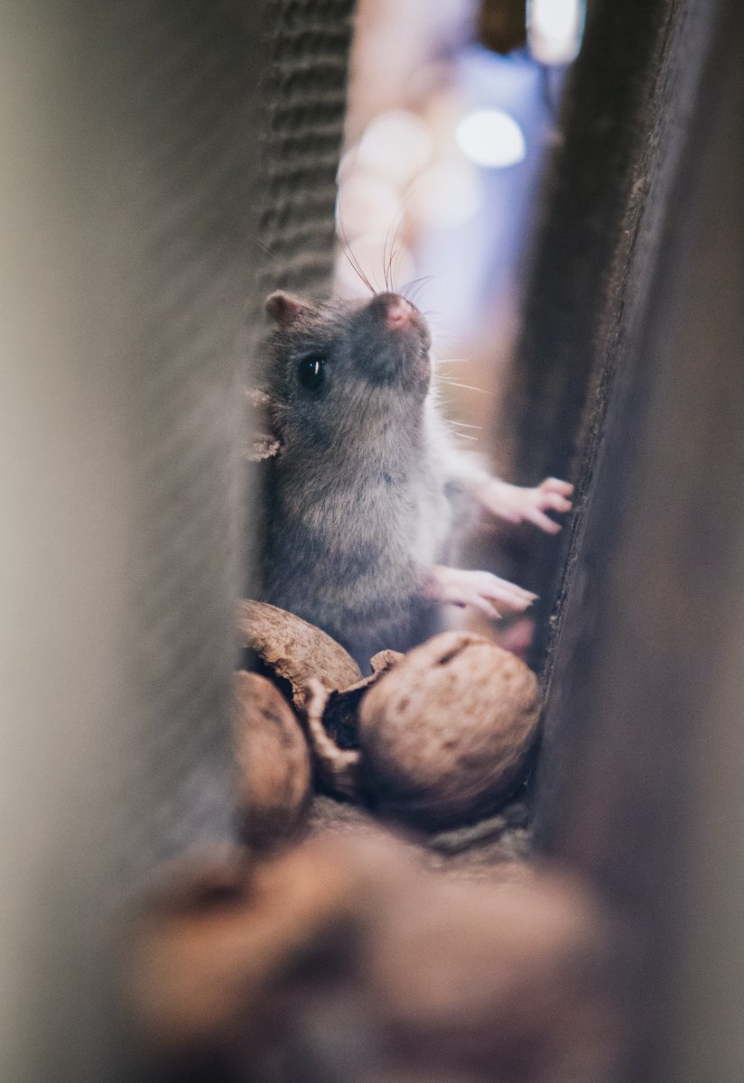 VersaTechPM's tweet image. With the cooler weather, rats &amp;amp; mice often seek shelter &amp;amp; food in homes, bringing with them the potential for parasites &amp;amp; disease. Get rid of rats fast with Versa-Tech Pest Management! Call (888) 429-1213 for your free #rodentprevention consult &amp;amp; inspection.

#LARodentControl