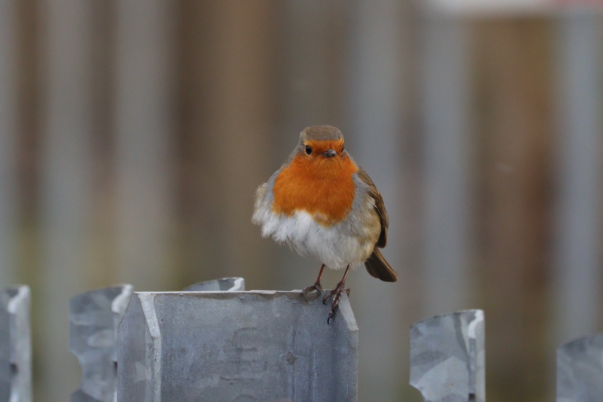 DanSh1elds's tweet photo. And a walk along the canal wouldn’t be complete without seeing a robin. #Penketh #Winterwatch #Lockdownsafari https://t.co/1aCbqFTfEC