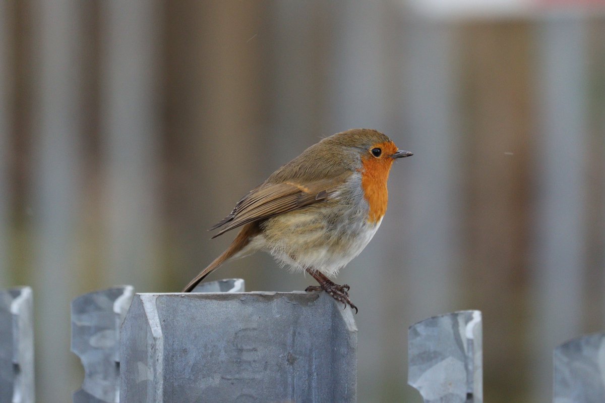 DanSh1elds's tweet photo. And a walk along the canal wouldn’t be complete without seeing a robin. #Penketh #Winterwatch #Lockdownsafari https://t.co/1aCbqFTfEC