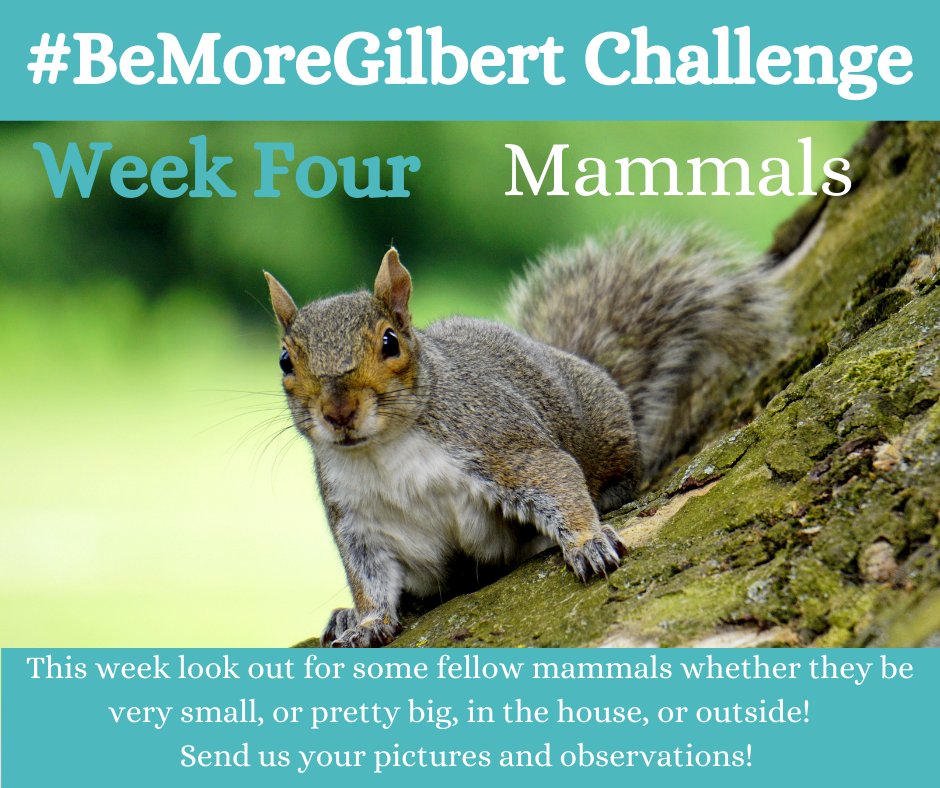 GilbertWhites's tweet photo. This week's #BeMoreGilbert focus is Mammals! Let us see pics of the mammals in your garden, home and local area! https://t.co/mXR0MksAun