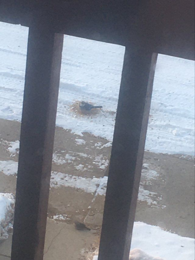 femke_holwerda's tweet image. Feared the worst when Tracy the Ford Explorer gave us the finger this morning, but turns out she just needed 20 more minutes of electric juice to start her (albeit grumpily). Gave me time to snap a few of poor cold fluffed up Bluejay beneath the balkony 😊 #38below #brr #ABlife