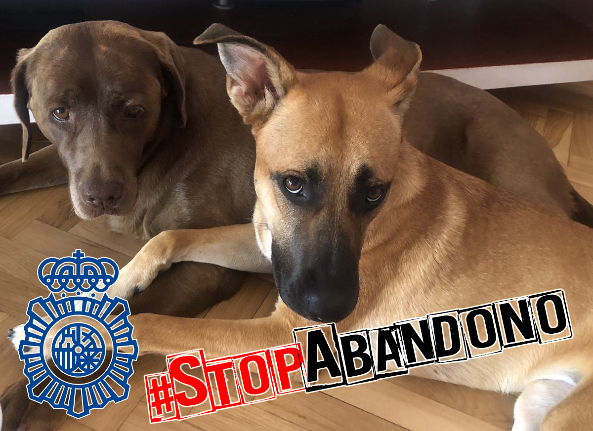 ¡Buenas noches😴!

Te proponemos terminar día compartiendo esta foto en contra del abandono animal

#StopAbandonoAnimal 

#share
👇👇