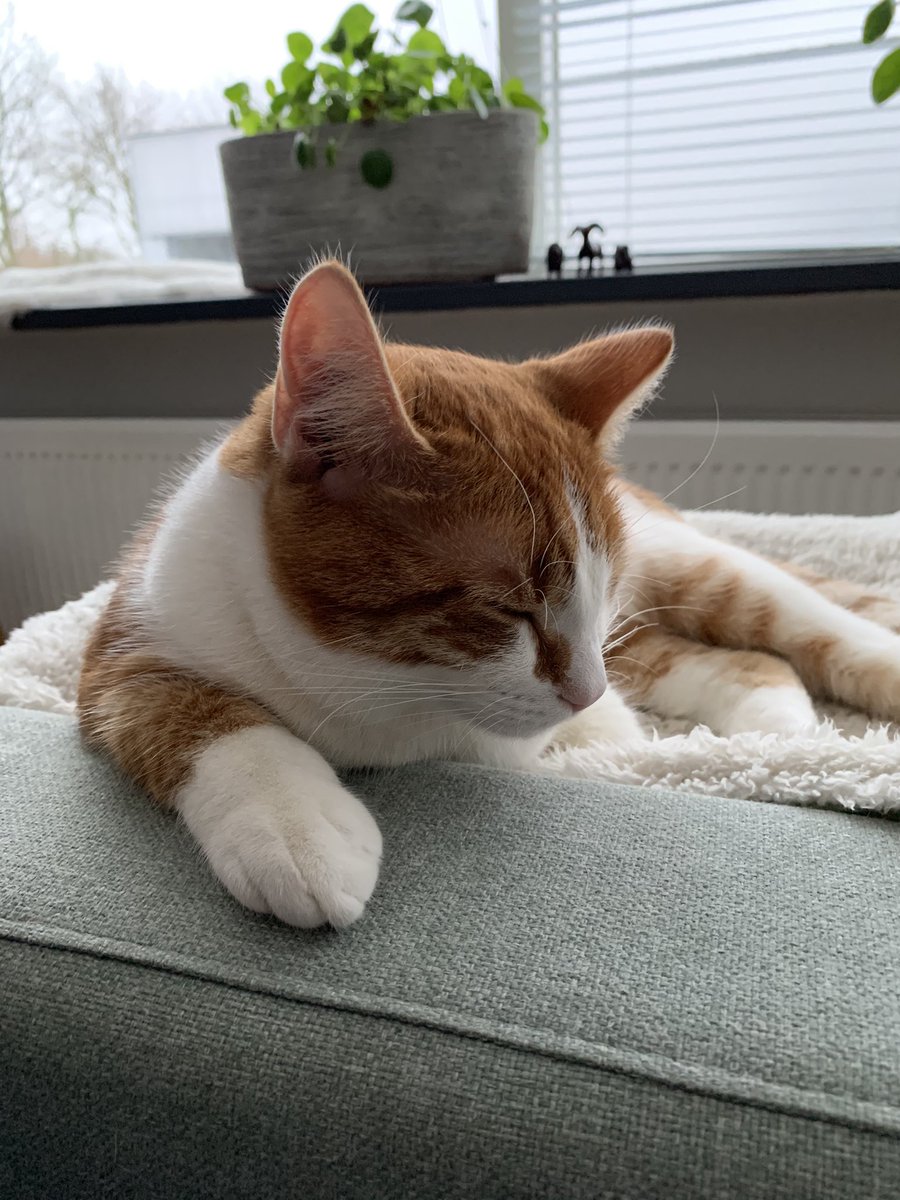 Tien1875's tweet image. Dat krijg je van de hele dag spelen in de sneeuw #rozig #lekkerslapen 

#fred