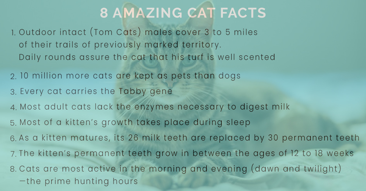 CatsLoverClub4's tweet photo. 8 Amazing Cat Facts
Source : cats international
#TCTM21 #jackspizzasweepstakes #SuperSpreaderBowl #corpsetwtselfieday #CatsOfTwitter #catsofinstagram #cats #catboy #catslover #kittens https://t.co/bPzUxwedFu