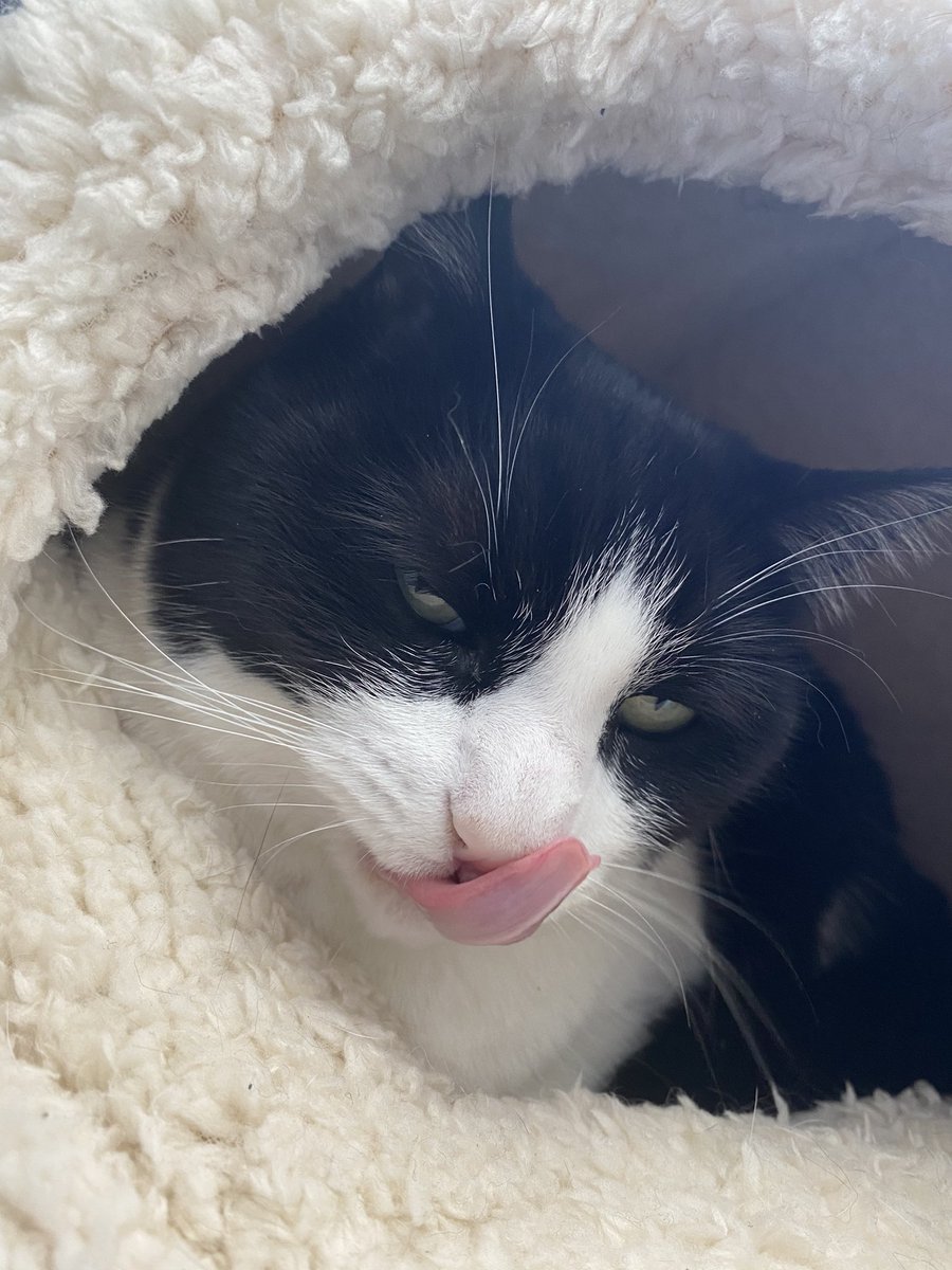 Hello Twitter, thankyou so much for all the birthday comments, i had a wonderfull day😻But I have to say I thinks I ate too much cake🤫 #ZSHQ