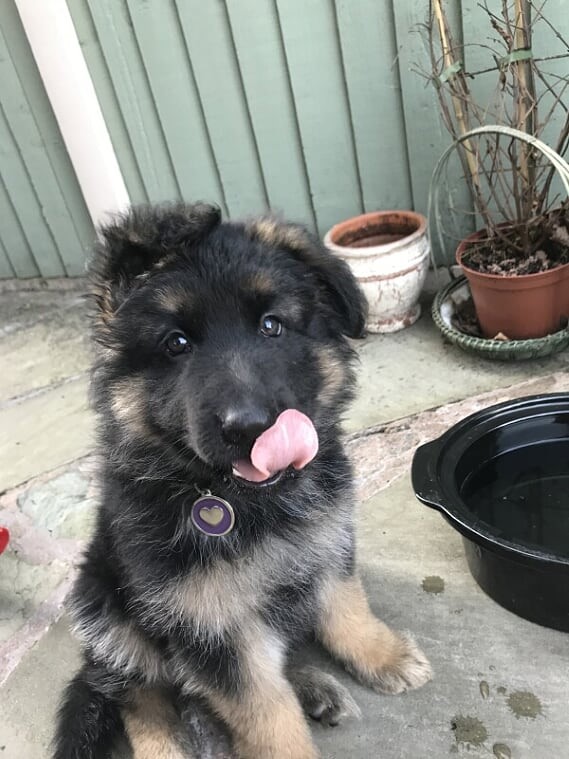 SandhighBiz's tweet photo. Are you interested in becoming an Event Planner or maybe a Wedding Planner? One of the topics in BTEC business in KS5 is Managing an Event – can you remember Virtual Pet Show?
Year 9 Option Enterprise &amp; Marketing (Business)

Winner of the best puppy  #SHSY9options https://t.co/Z2UVzWz7n4
