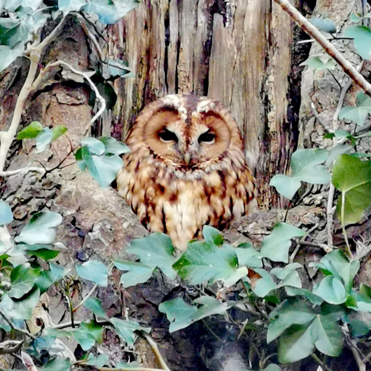 RebeccaInDevon1's tweet photo. Beautiful tawny owl snoozing in a tree on my way home from work. #devon #rebeccaindevon #wildlife #nature #ornithology @bbcspringwatch @rspb_love_nature #birds #britishbirds #birdsihaveseen2021 #tawnyowl #tawny https://t.co/ptAwFNJnbB