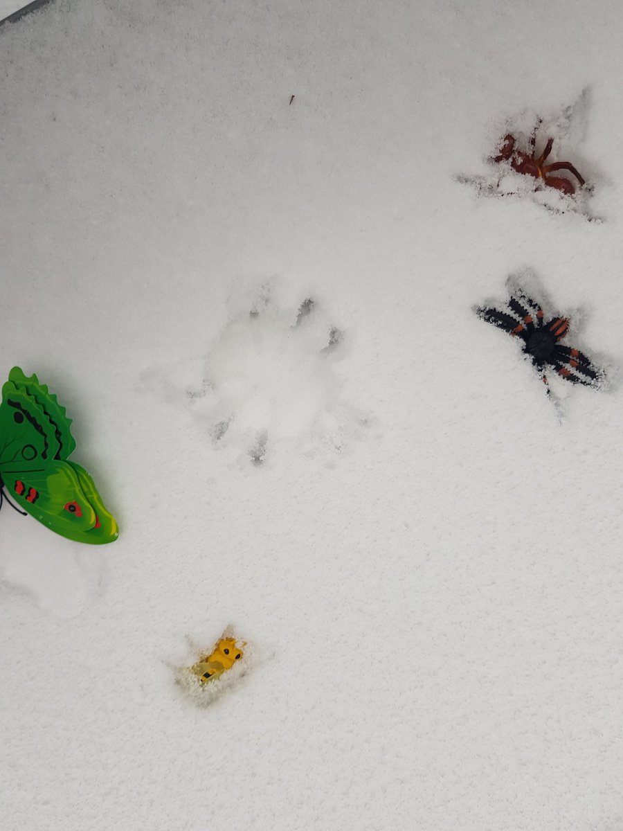 SophieHand17's tweet photo. Activity 1 we done mini beast snow fossils  @MissJohns8 @QHAThurrock https://t.co/XmGfxXmgxK