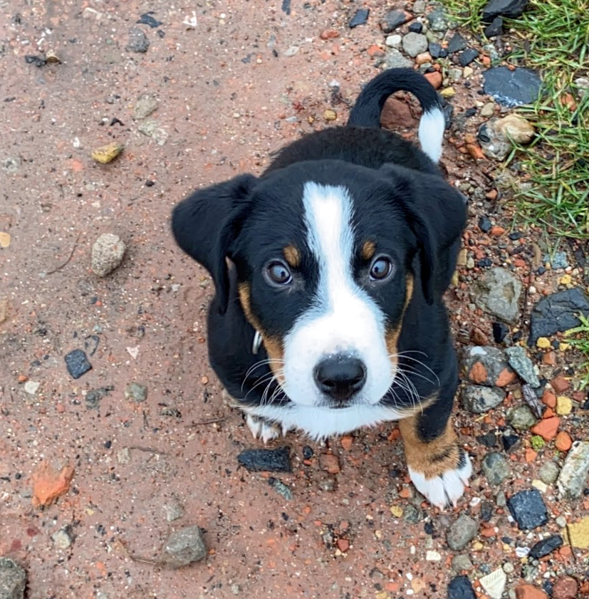 W8bbe's tweet photo. Meet my new #puppy $NIO he is an #appenzeller sennenhund. I love him so much! ♥️♥️♥️ https://t.co/IKOLD04Sjh