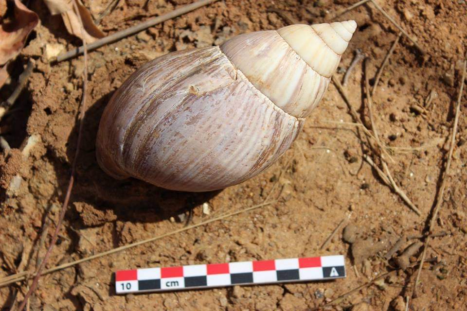 Beads made on giant land snail shells () are found throughout sub-Saharan Africa, mostly from Iron Age contexts. They closely resemble OES () beads, but the two materials have unique properties...Were  beads made in the same way as  beads?