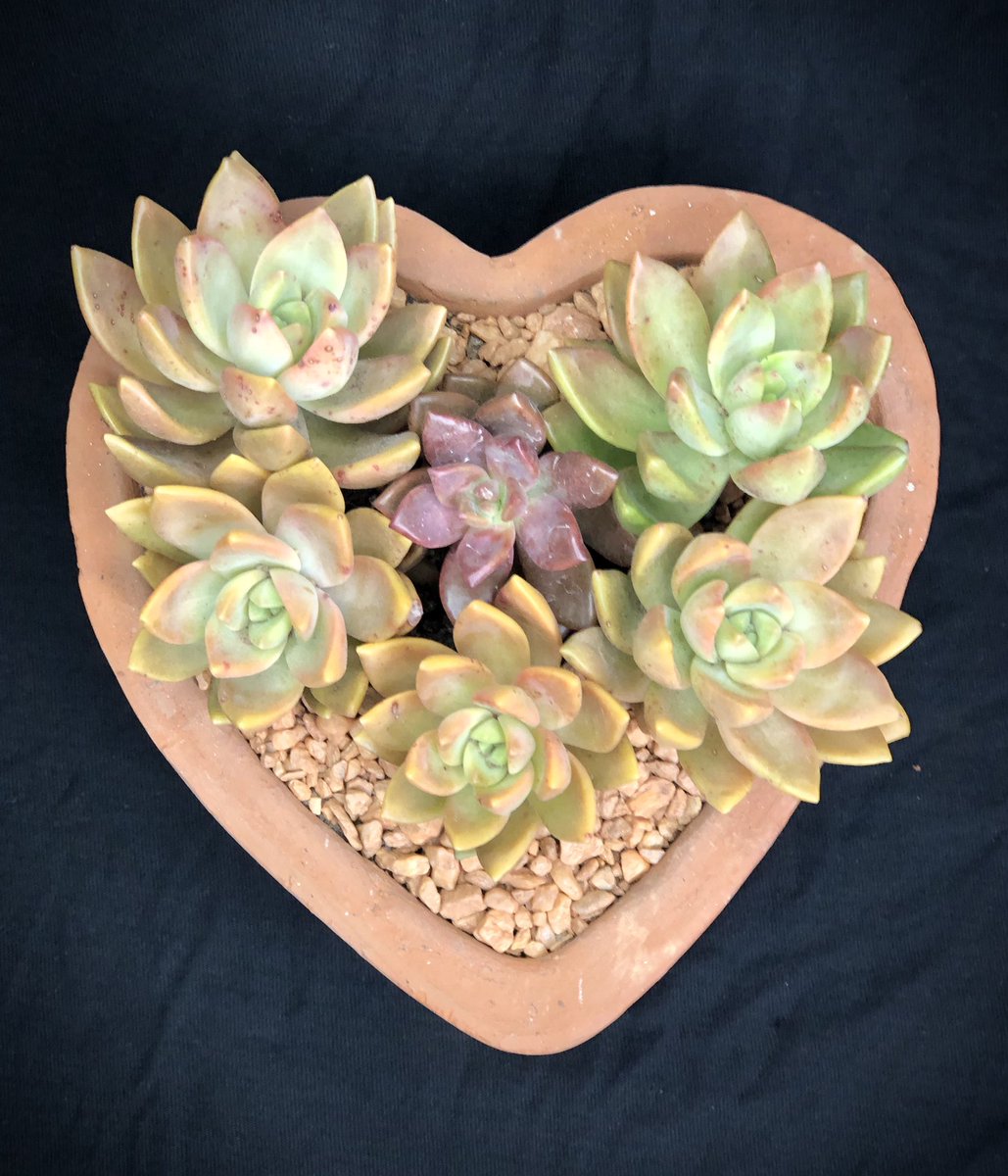 LittleLotph's tweet photo. LoveLots by #LittleLot 💝

Surprise your #lovedones and #specialsomeone with #littlelot’s #growinggift💝 this #lovemonth 💞

#LoveLot price starts at P399-599!
Send us a DM today

#miniaturegarden #succulentarrangement #succulentgarden #succulentlover #spreadlove #bloominggifts https://t.co/M5GeJVP9sH