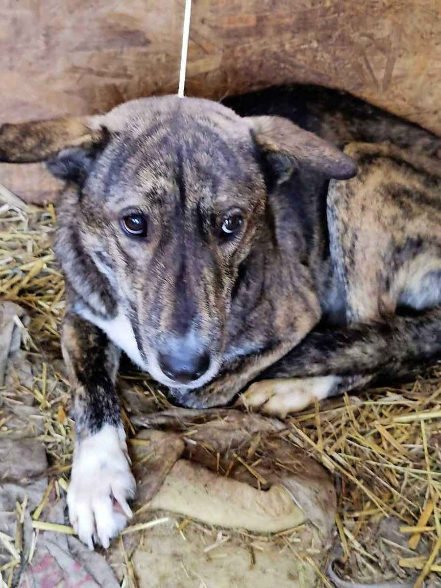 ijmuidercourant's tweet photo. Honden uit Roemeense dodencel leven onbekommerd verder in de IJmond. ’Anders hadden ze een spuitje gekregen. Vreselijk’ https://t.co/b4Tr6Q2Y9g https://t.co/2ojwyJ1k5L