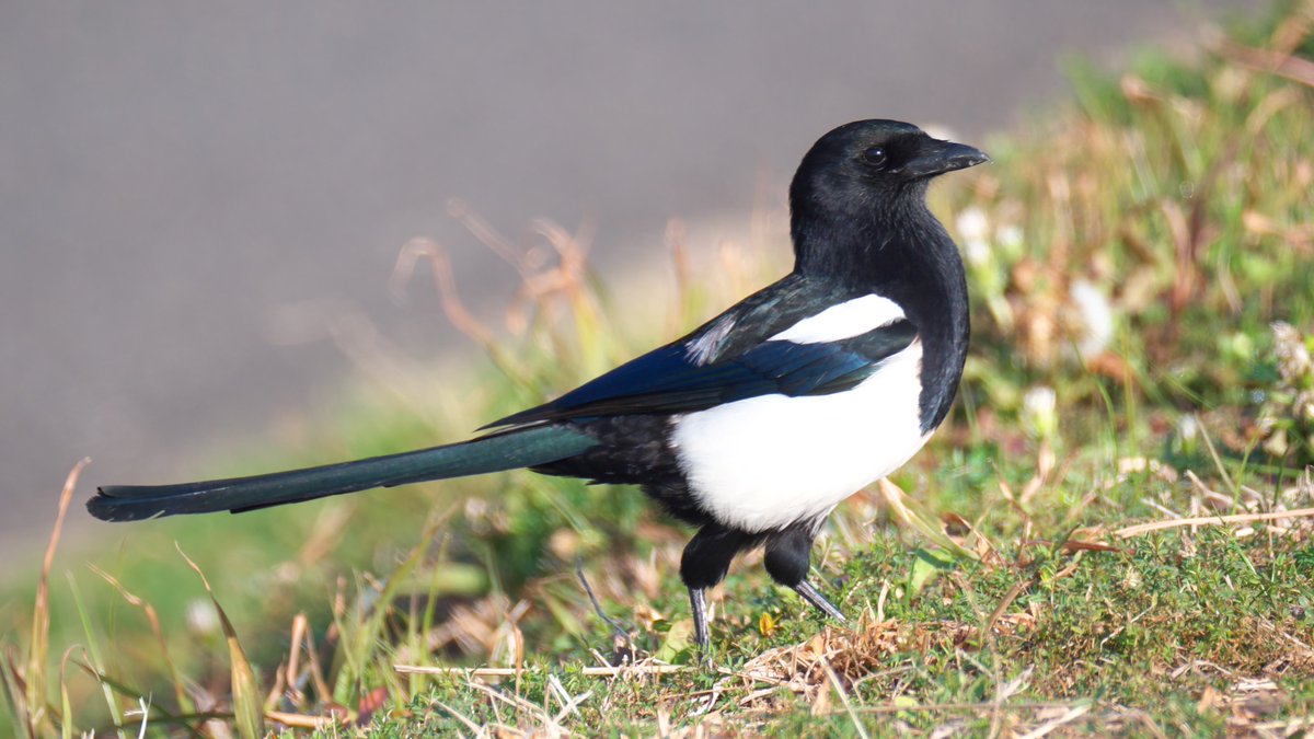 zumipp's tweet photo. ワイの推し鳥⊂(＾θ＾)⊃
①カワセミ　　　通称：カワセミ様
②ズグロカモメ　通称：ズグロちゃん
③カササギ　　　通称：ｶﾁｶﾁ
④イソヒヨドリ　通称：いそぴっぴ https://t.co/EysrKEGRc1