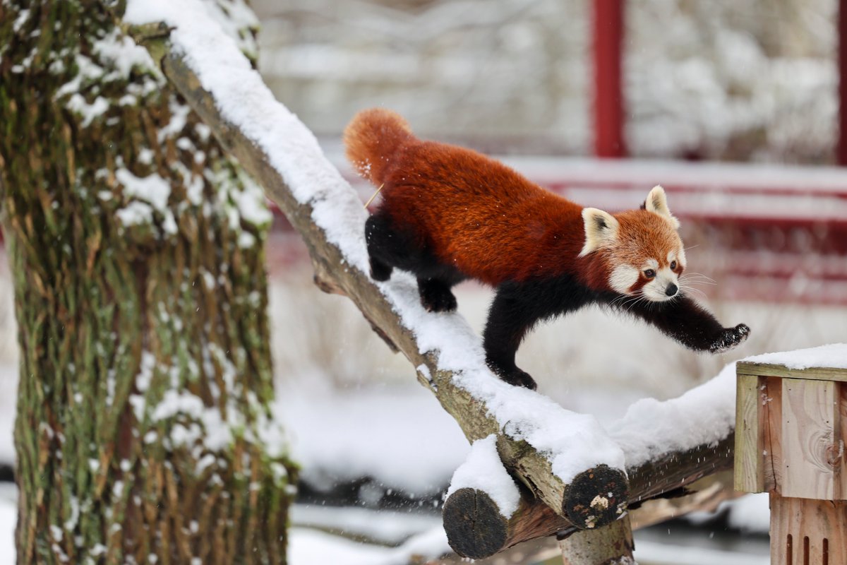 (NL) 🥳 Hoera! Vanaf 13 februari opent de Beste Dierentuin van Europa opnieuw zijn deuren. Onze dieren vierden dat vanmorgen alvast met heel wat sneeuwpret. 

Heb jij je ticket al? Vergeet niet je bezoek vooraf te reserveren via pairidaiza.eu! 

Tot binnenkort!
