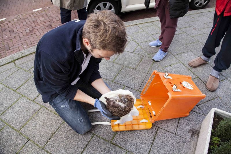 Splitagift's tweet image. Welkom @Dierenamdenhaag Zij vervoeren huis- en wilde dieren in nood in die omgeving, bieden medische zorg &amp;amp; zorgen voor terugkeer naar- of voor een nieuw huis voor deze #animals. Binnenkort een #celebration? #support hun via #splitagift 🙌🏻splitagift.com/charity/sticht…
#sharingiscaring