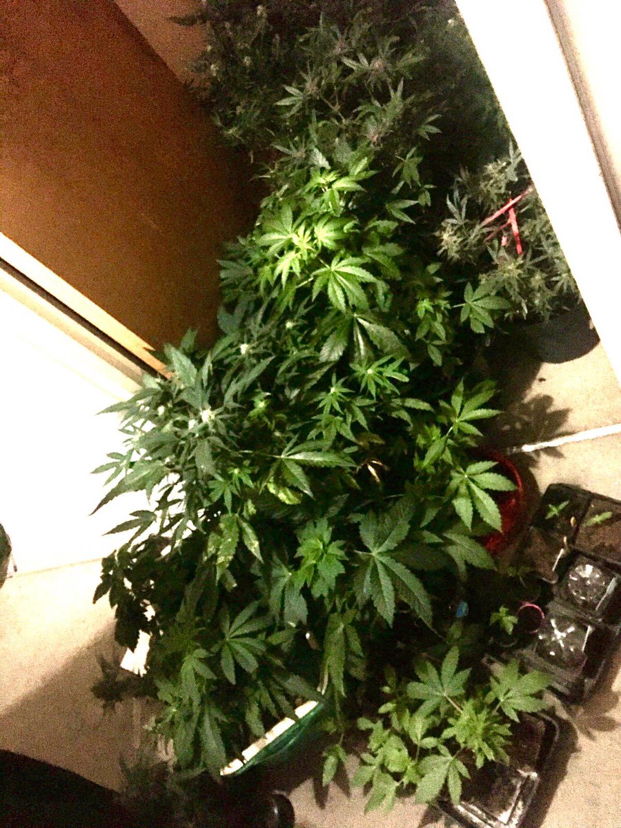 MPSWForest's tweet photo. #TaskingTeam officers executed a @MPSHoeStreet warrant. Two arrested and charged with production of cannabis.
#Walthamstow https://t.co/euUNE1wVFE