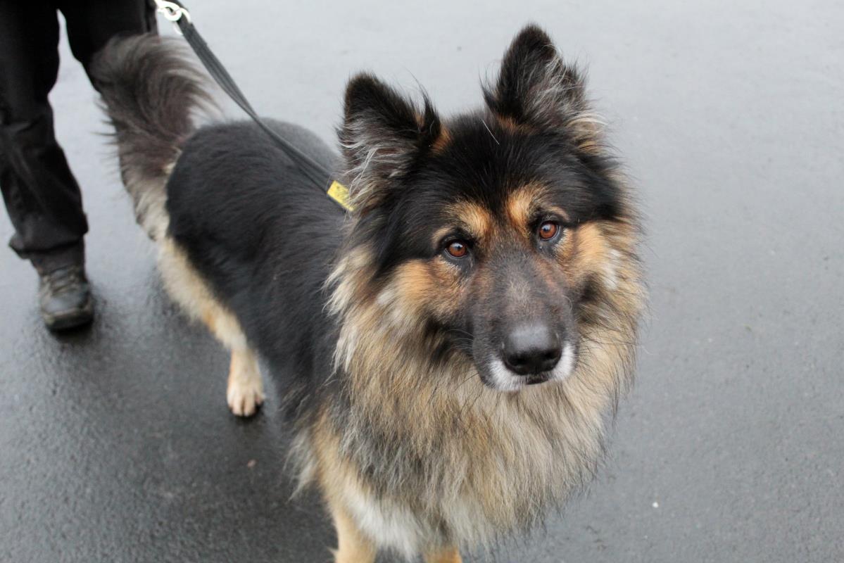 AdoptionsUk's tweet photo. Please retweet to help Kaiser find a home #Ballymena #NorthernIreland

Aged 2-5, enjoys the car, previously has liked outdoors so looking for a kind adult home to show him life in a real home, best as only pet, please see full details⭐️👇

https://t.co/vNyHxTapHx

#dogs #pets https://t.co/xAvc6R1kXQ