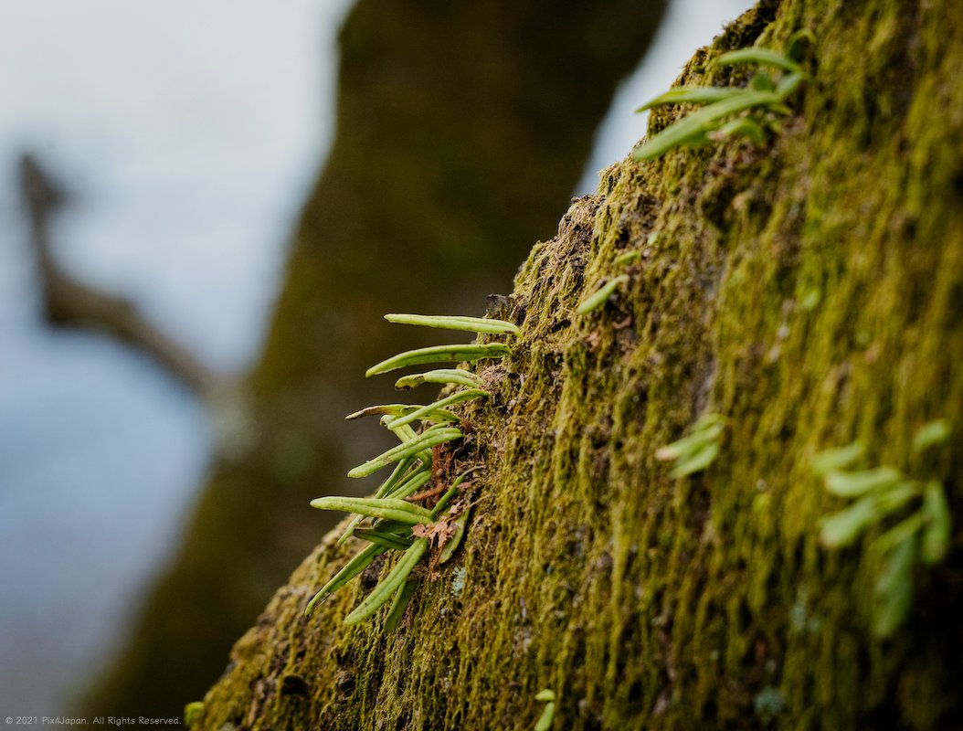 pix4japan's tweet photo. Moss-Covered Tree Limb
YouTube Video: https://t.co/9qf7EeUFII
Pentax KP 135 mm ISO 800 for 1/200 sec. at ƒ/9.0
#MacroPhotography #WeepingFern #moss #trees #MtTakao #MountTakao #Japan #Pentax #Pix4Japan
#ノキシノブ #軒忍 #苔 #高尾山 #東京都 https://t.co/FUh7zqMTo5