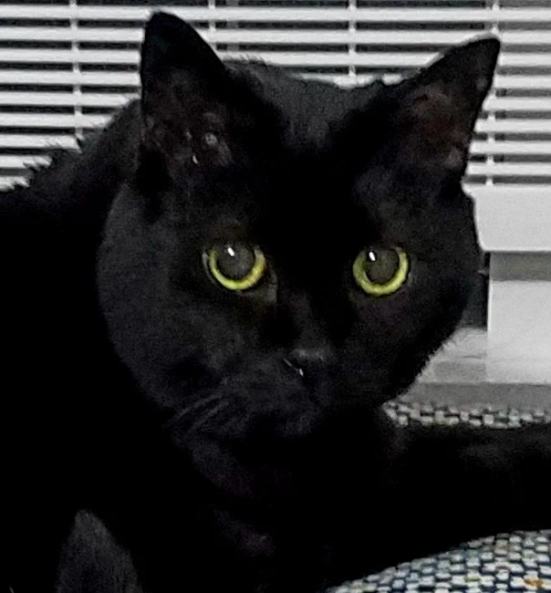 @herbs_the_cat @HEAT_higuma うちの黒にゃん🐱❤️ 