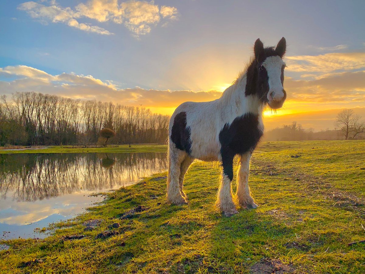 StormHour's tweet image. Photo of The Week 8th February 2021

1st Place Grazing horse at sunset near the lake in Colney, Norfolk by WalkingTractor @TractorWalking
See the best of the rest at ~ bit.ly/36Gt210

Thanks as always to The Royal Meteorological Society @RMetS #StormHour #ThePhotoHour