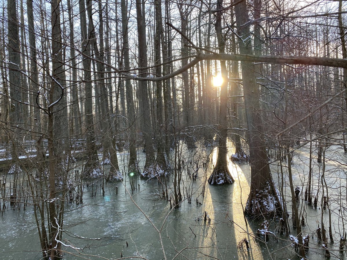 hikingwithshawn's tweet photo. A wetlands in the winter. #SouthernIllinois #CacheRiver https://t.co/qRohS8RGSZ