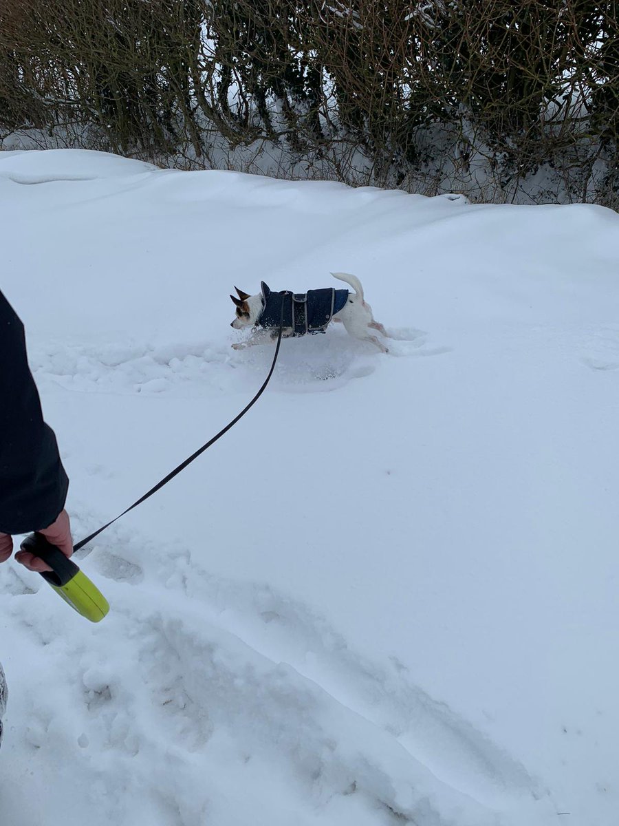 scaddingk's tweet image. Seems to be flying dogs in the snow. #snowday