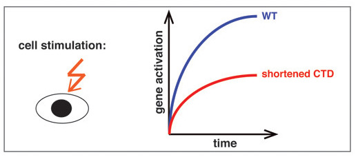 Now online: Shortening the #CTD of Pol II impairs enhancer transcription and gene activation:
embopress.org/doi/full/10.15…
This supports a model that CTD is important for Pol II recruitment to active genes by condensation:
nature.com/articles/s4159…
Grateful to @DarzacqClaire <a href="/XDarzacq/">Xavier Darzacq</a>