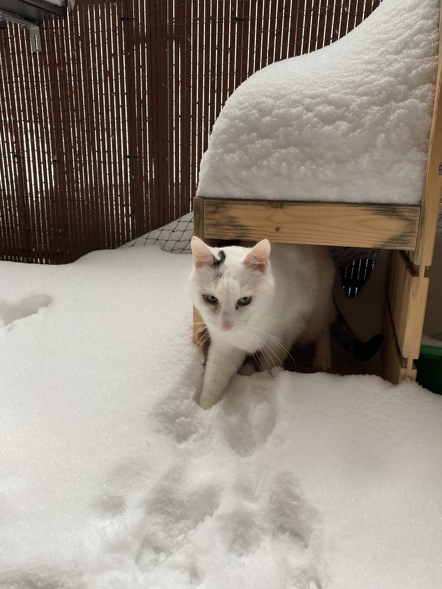 Schnee, Schnee und noch mehr Schnee... und ein Calli der versucht sich zu tarnen 🤔