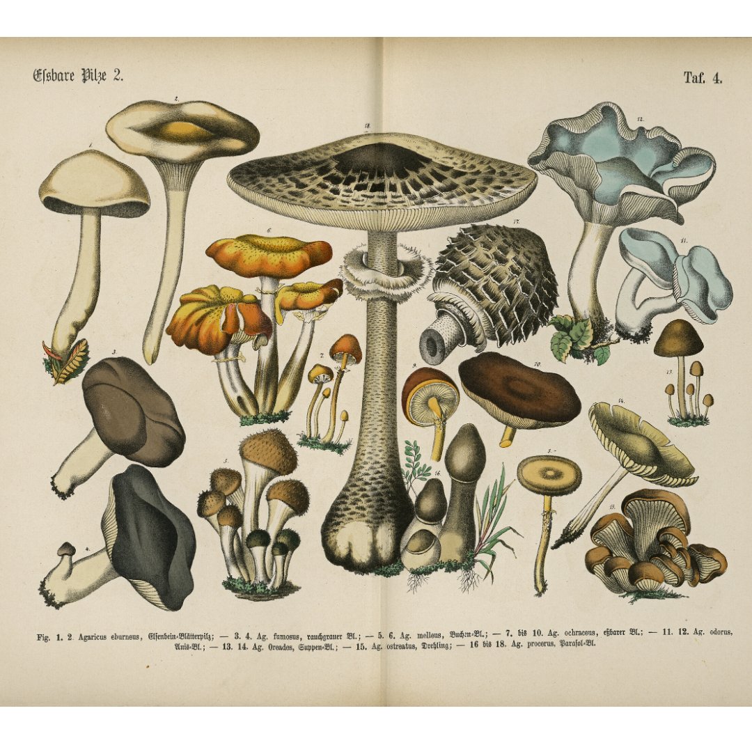 #MycologyMonday

Lehrbuch der Praktischen Pflanzenkunde in Wort und Bild (ca.1880) by Carl Hoffmann