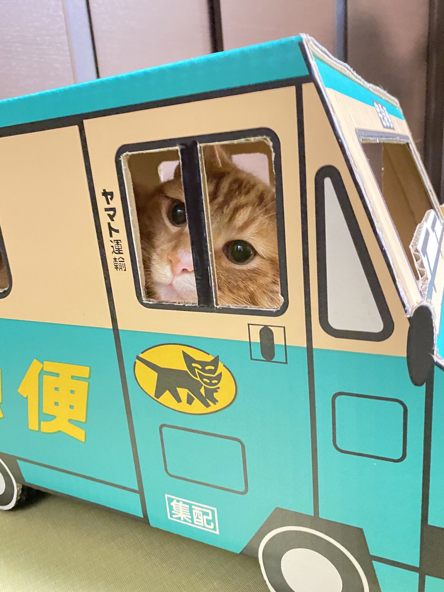 りく A Twitter 本日納車しました さっそく試乗です 猫好きさんと繋がりたい 猫のいる暮らし ウォークスルーボックス クロネコ ヤマトの段ボール 猫の宅急便 T Co M4wq8jue0m Twitter