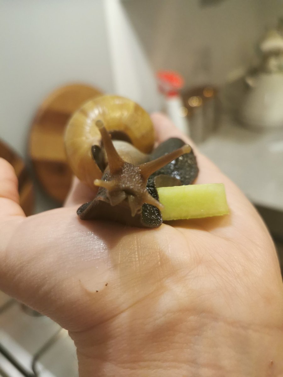 8X1 enjoyed meeting Jimbob, the Giant African Land Snail, this morning in their lesson about garden mini-beasts. Apologies to the parents who are now being nagged for an unusual pet! <a href="/MaestegSchool/">Maesteg School</a> #BridgendBL #CSCKeepWalesLearning #nature
