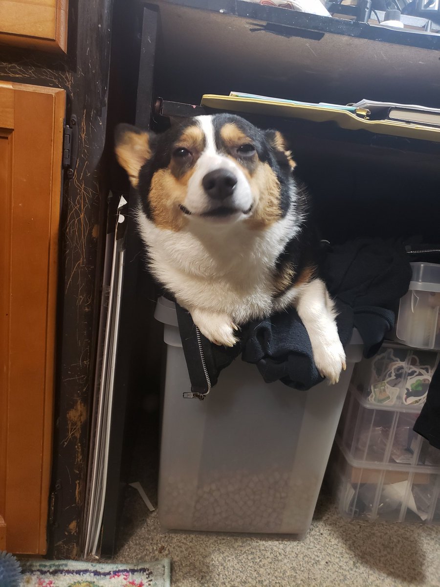 mistyfigs's tweet image. Who am I to question @lucithecorgi&apos;s hang out spots?