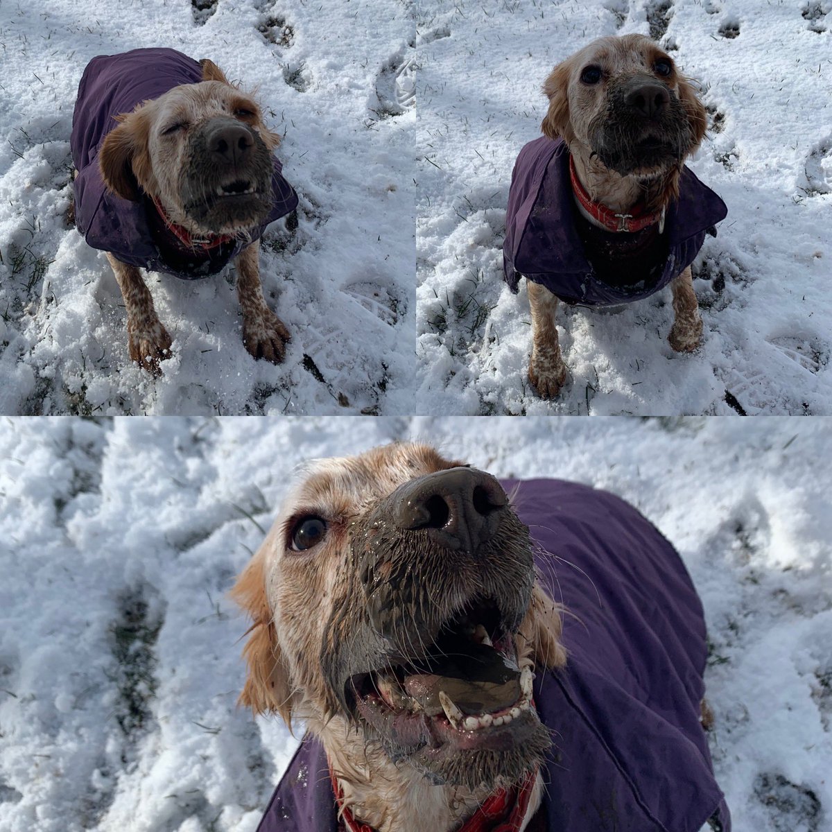 Some snowy training with PD Ben and PD Poppy today! poppy manages to find the only muddy puddle under the snow and face plant it! #policedogs #policedogsoftwitter #malinois #workingdogs #workingcocker #dogsoftwitter