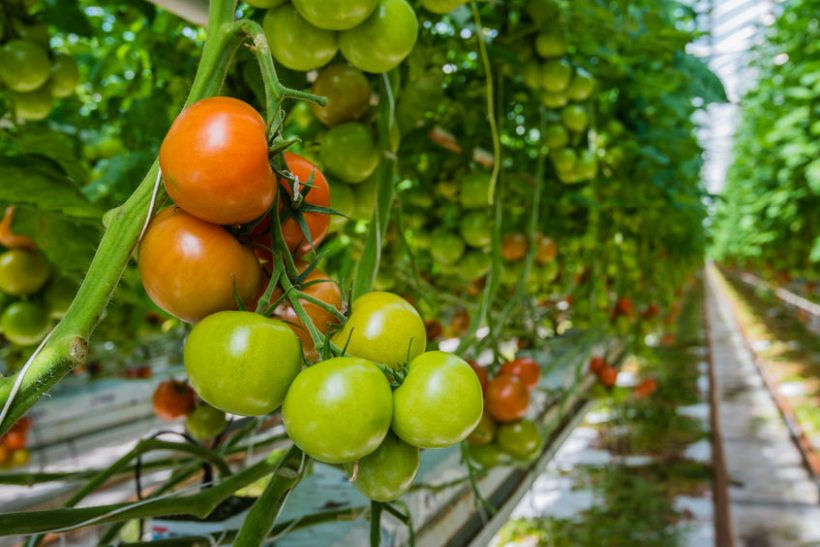 Tomato growers explore new sensor tech to boost yield: ow.ly/hx1350DtVev #Freshtalk