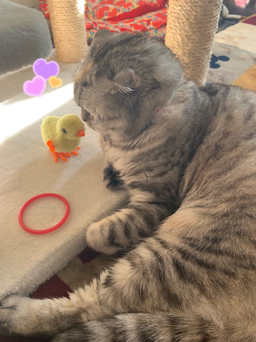 microakino's tweet photo. 🐥ヒヨコのピーちゃんと仲良くなってね♡♡♡ anonの時間😽
#スコティッシュフォールド女の子 #ネコの時間 https://t.co/RUDxS92V2u