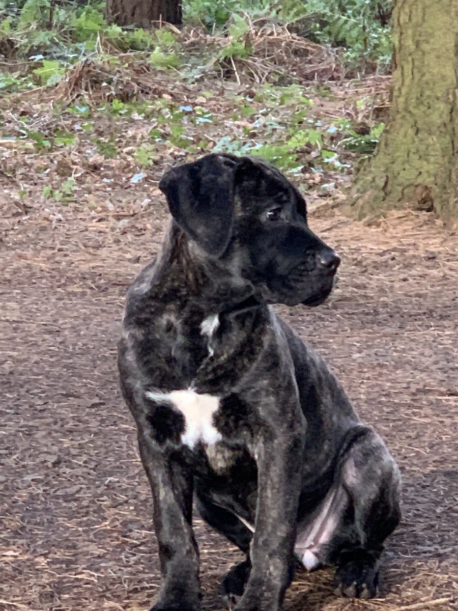 Bonnie49174574's tweet photo. I’m Bonnie and I’m new to Twitter - what’s the best way to make lots of puppy pals ? Can you give me advice on good hashtags to use or recommend profiles of fellow pups I can follow? #DogsofTwittter #dogs #CaneCorso https://t.co/Qz2Izo9EWb